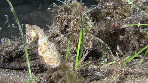 Seahorse Hippocampus hippocampus Birth In The Wild By Night Stock Footage