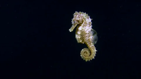 Seahorse (Hippocampus hippocampus) on a dark background. Stock Footage