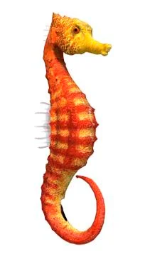 Seahorse Stock Illustration