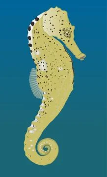 Seahorse Illustrazione stock