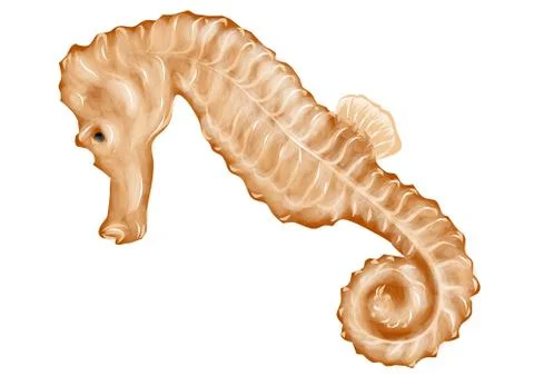 Seahorse Stock Illustration