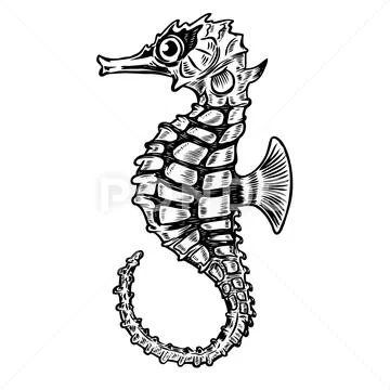 Seahorse illustration isolated on white background. Design element for poster Stock Illustration