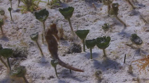 Seahorse on the move 库存影片 1009924