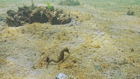 Seahorse on seabed surrounded by microalgae which produces and releases gas Stock Footage 333595333