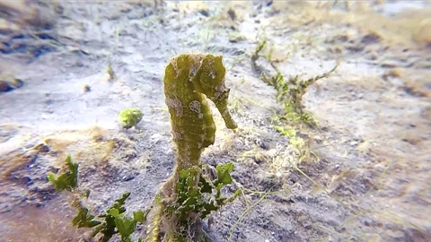 Seahorse Transition Stock Footage 238639588