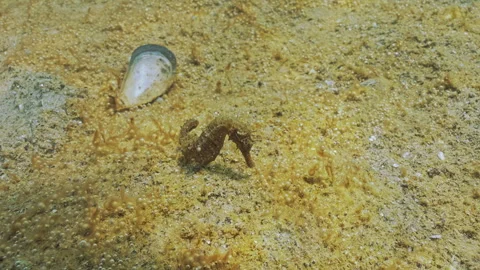 Seahorse on unicellular algae which released multiple of fine gas bubbles into Stock Footage 326690574