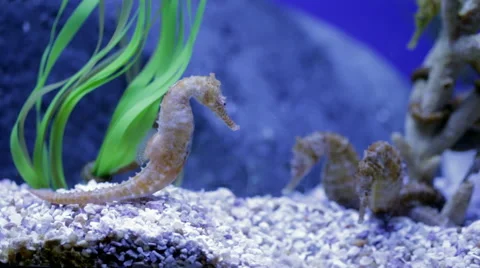Seahorses in aquarium Видео 68420402