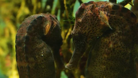 Seahorses floating Stock Footage 234129940