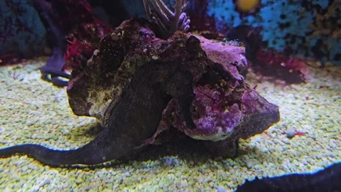 Seahorses floating Stock Footage 277541199