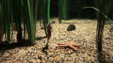 Seahorses Vídeo Stock 8875059