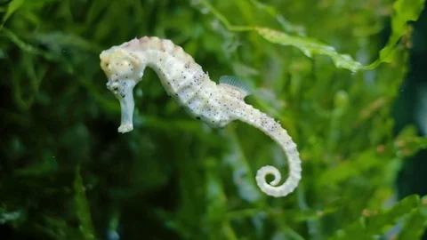 Seahorses Stock Footage 96418530