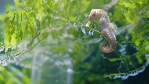 Seahorses Stock Footage 96418552
