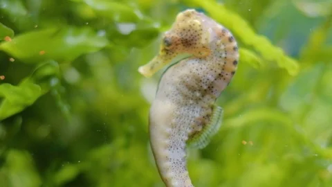 Seahorses Stock Footage 96418672