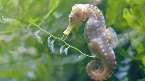 Seahorses Stock Footage 96418846