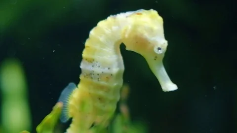 Seahorses Stock Footage 96418884
