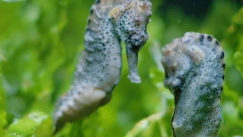 Seahorses Stock Footage 96418950