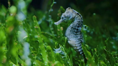 Seahorses Stock Footage 96428331