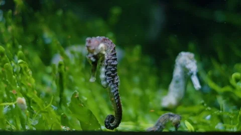 Seahorses Stock Footage 96428541