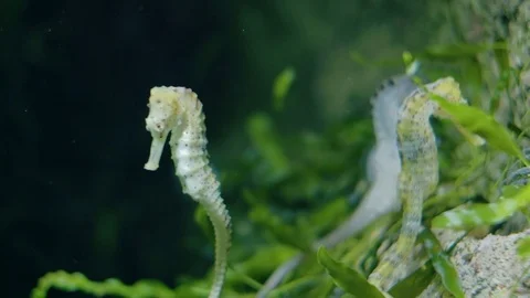 Seahorses Stock Footage 96438943