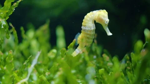 Seahorses 스톡 동영상 96438985