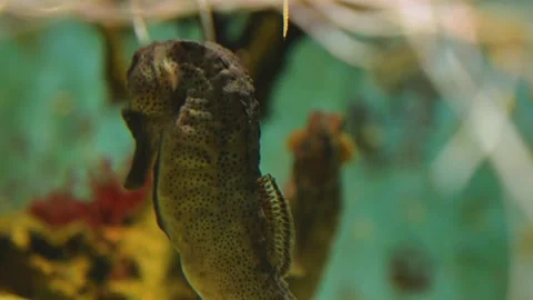 Seahorses Stock Footage 234148475