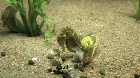 Seahorses mating HD Видео 267577