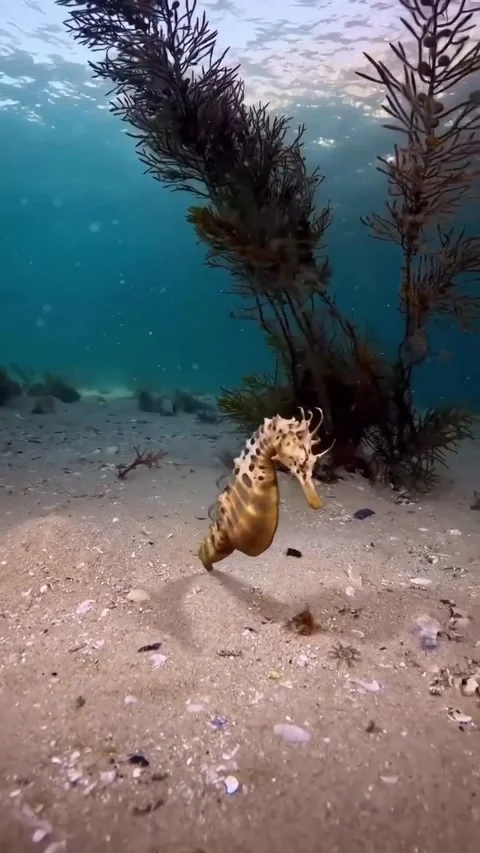 Seahorses on the seabed 库存影片 321751597