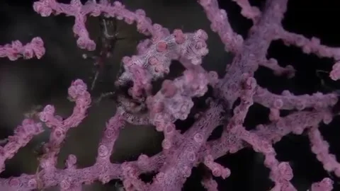Seahorses on the seabed Stock Footage 332797715