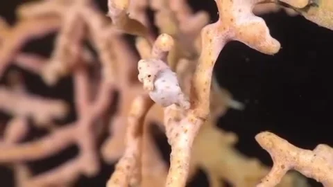 Seahorses on the seabed Stock Footage 332797747