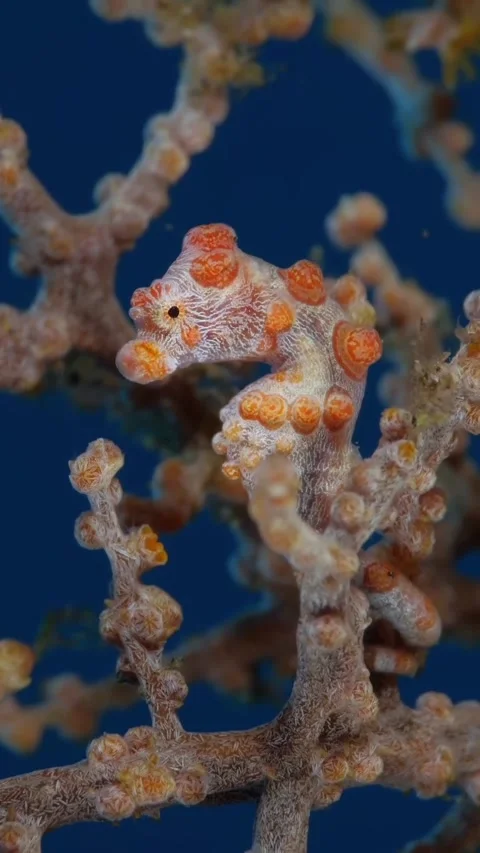 Seahorses on the seabed Stock Footage 332797789