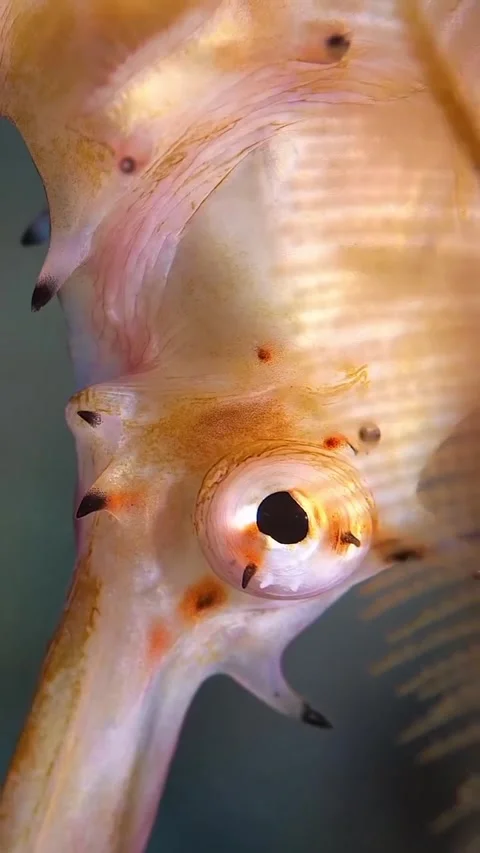 Seahorses on the seabed Stock Footage 332797928
