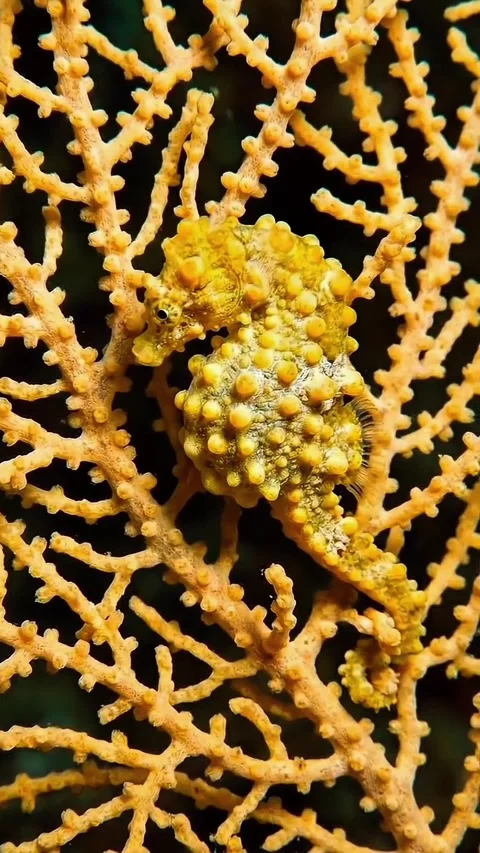 Seahorses on the seabed Stockbeeldmateriaal 332798061