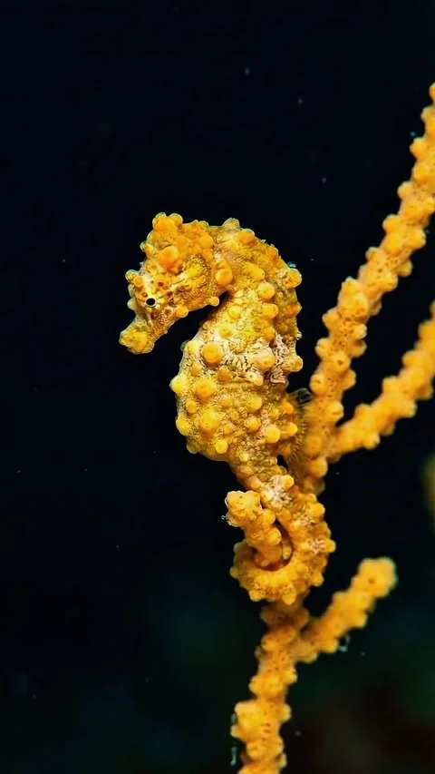 Seahorses on the seabed Stock Footage 332798110