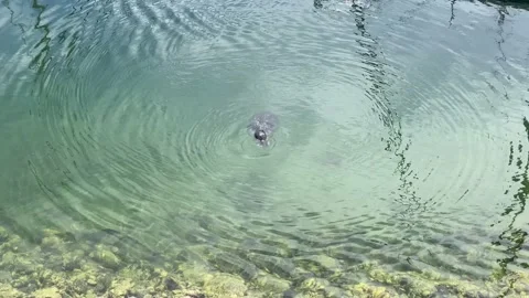 Seal 001 Stock Footage 200791777