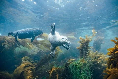 Seal 01 Stock Photos