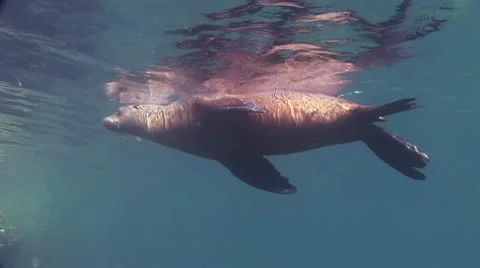 Seal 1 Video stock 19092911