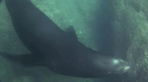 Seal 10 스톡 동영상 19093589