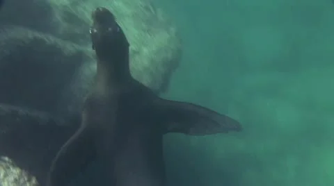 Seal 11 스톡 동영상 19093608
