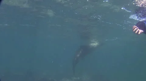 Seal 12 動画素材 19093738