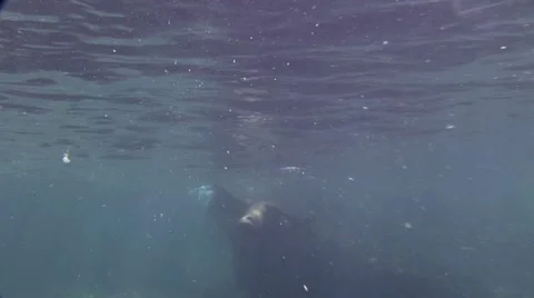 Seal 15 Video stock 19093864