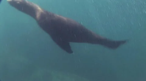 Seal 19 Video stock 19094157