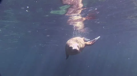 Seal 2 Video stock 19093012