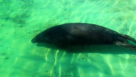 Seal 2 Vídeos de archivo 238838695