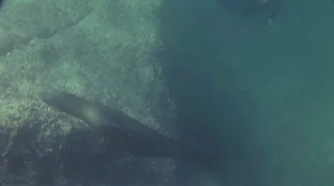 Seal 20 Video stock 19094217