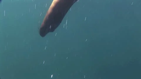 Seal 21 스톡 동영상 19094283