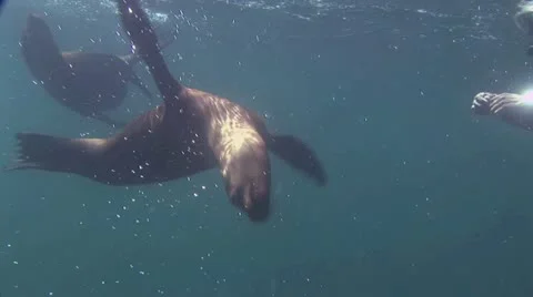 Seal 22 스톡 동영상 19094339