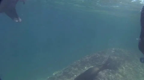 Seal 24 스톡 동영상 19094547