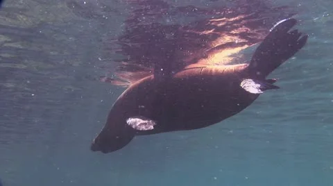 Seal 3 스톡 동영상 19093097