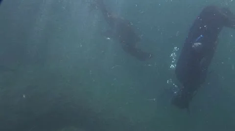 Seal 5 Video stock 19093181