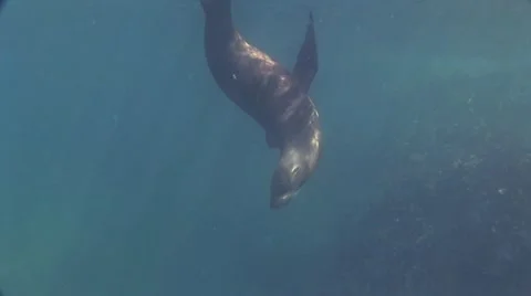 Seal 6 動画素材 19093280